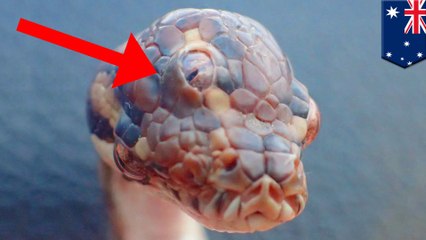 オーストラリアで3つ目の蛇が発見される - トモニュース