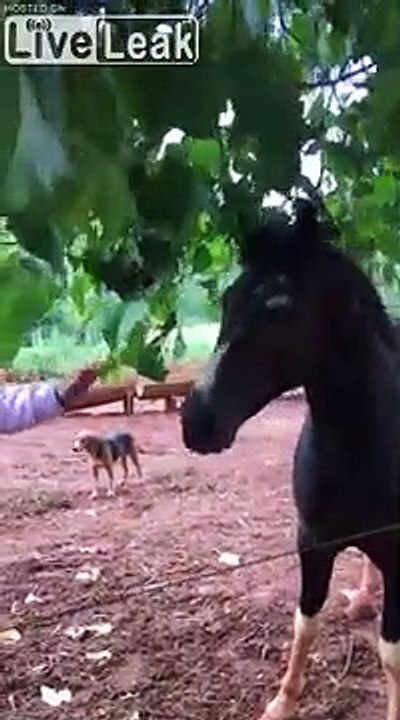Ce cheval arrache la chemise d'un homme avec les dents, mécontent !