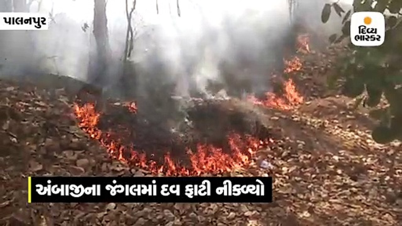 અંબાજીના જંગલમાં ગરમીને પગલે આગ લાગતા કાબૂમાં લેવા પ્રયાસ