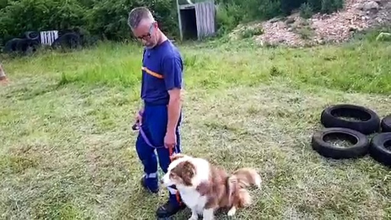 Meurthe-et-Moselle  : dix chiens en piste pour devenir sauveteurs