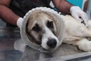 (Özel) Kafası bidona sıkışan köpek tekrar hayata döndürüldü