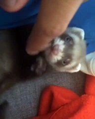 Ce bébé furet est trop mignon. Il va illuminer votre journée !