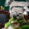 Quand un koala secouru mange pour la première fois depuis longtemps, voici ce que ça donne !