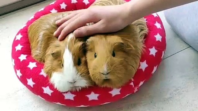 Le son que font ces deux cochons d'Indes fait tellement du bien, c'est si doux. Ecoutez !