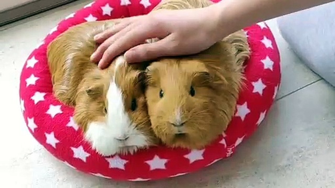 Le son que font ces deux cochons d'Indes fait tellement du bien, c'est si doux. Ecoutez !