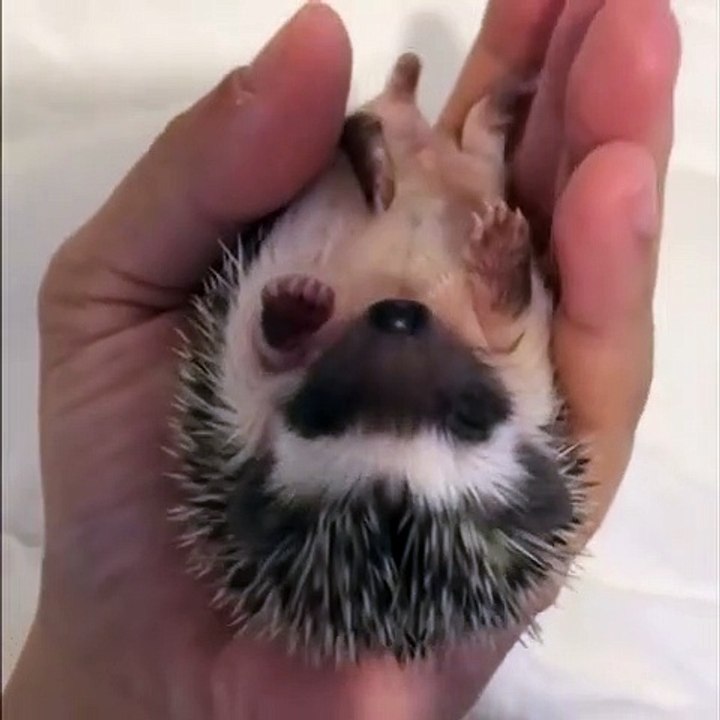 Ce bébé nourrisson ne dort que si on lui masse le dos. Regardez !