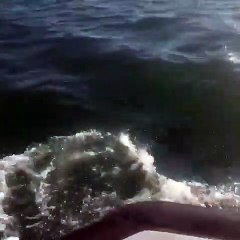 SETE - Des Dauphins entrent et ressortent dans le bassin du Port