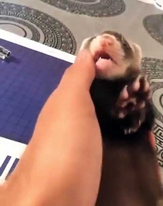 Quand un petit furet tout mignon a faim. Regardez ce qu'il fait !