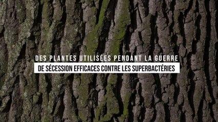 Des plantes utilisées lors de la Guerre de Sécession efficaces contre les superbactéries