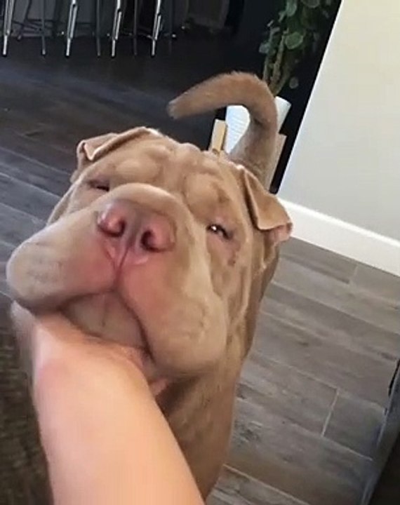 Ce bulldog n'aime pas les caresses, mais cette fois-ci, il a beaucoup aimé. Admirez le !