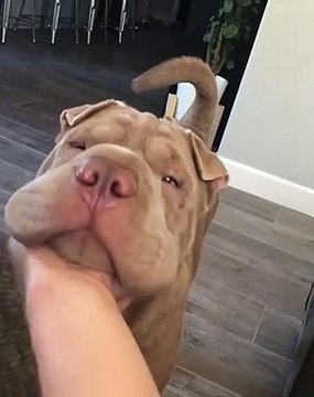 Ce bulldog n'aime pas les caresses, mais cette fois-ci, il a beaucoup aimé. Admirez le !