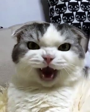 Quand un homme essaie de discuter avec son chat, voici ce que ça donne. Marrant !