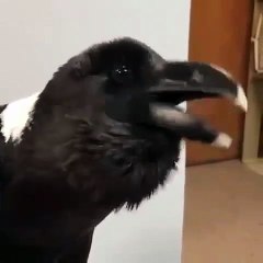 Cet oiseau prononce mieux que les perroquets. Ecoutez le dire " Hi " !