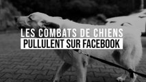 Des vidéos épouvantables de combats de chiens ont de plus en plus de succès sur Facebook