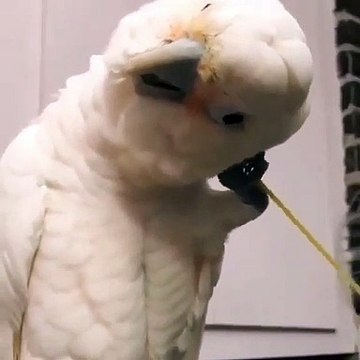 Quand un perroquet se gratte la tête avec un cure-dent, voici ce que ça donne. Bluffant !