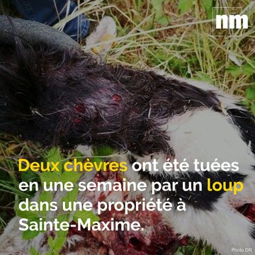 Energie renouvelable, attaques de loup, sécurité routière: voici votre brief info de vendredi après-midi