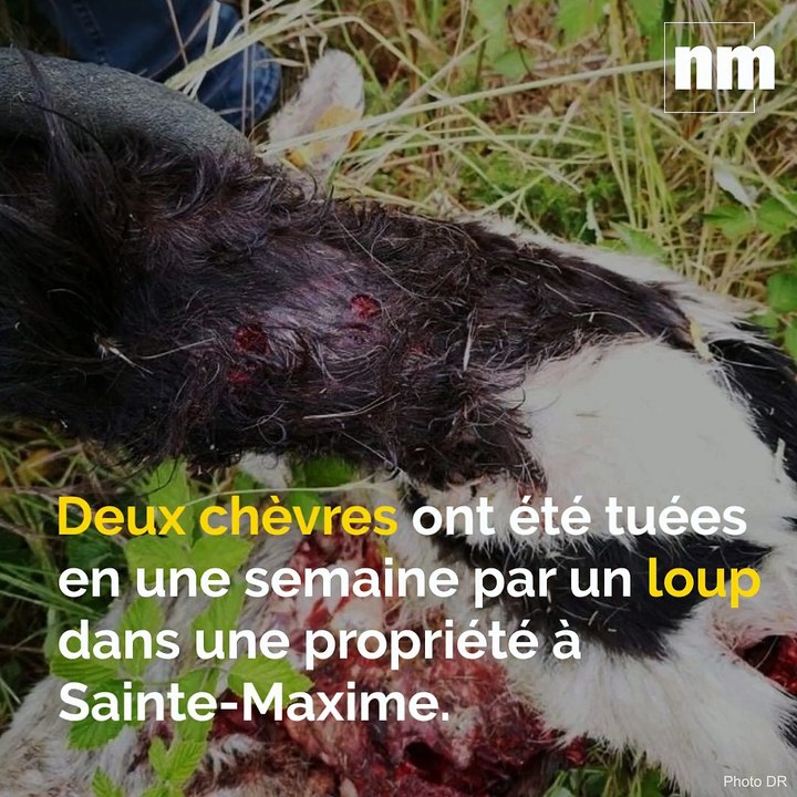 Energie renouvelable, attaques de loup, sécurité routière: voici votre brief info de vendredi après-midi