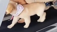 Lorsqu'un chiot décide de faire du sport avec sa maman, rien ne le retient. Trop mimi !