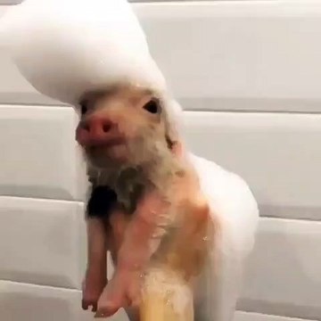 Cet adorable petit cochon prend une bonne douche moussante. Essayez de ne pas rigoler !