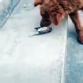 Regardez ce qui va arriver quand ce chien essaie de sauver un oiseau. A mourir de rire !