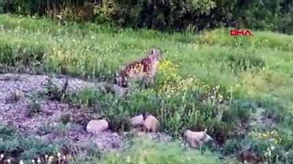 Dersim kent merkezinde vaşak görüntülendi