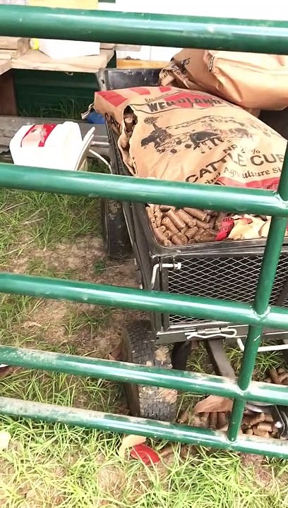 Texas farmer tells off 'prankster' teen bull for stealing food