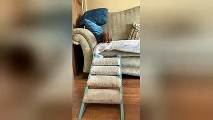 Adorable dachshund puppy uses tiny staircase to get off sofa in UK home