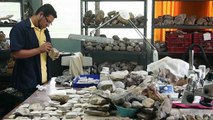 Buscan desentrañar en El Salvador secretos de fósiles de hace millones de años