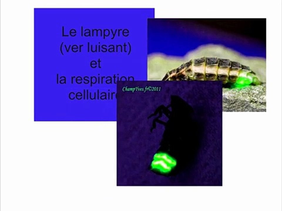 Analyse des expériences métaboliques sur le lampyre