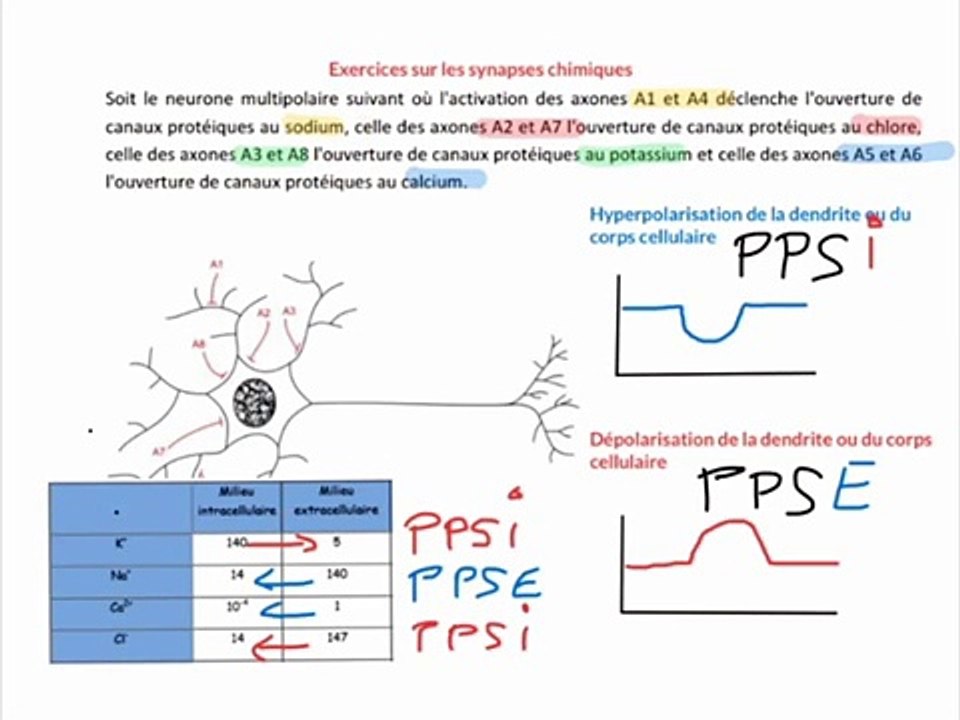 Exercices Synapse