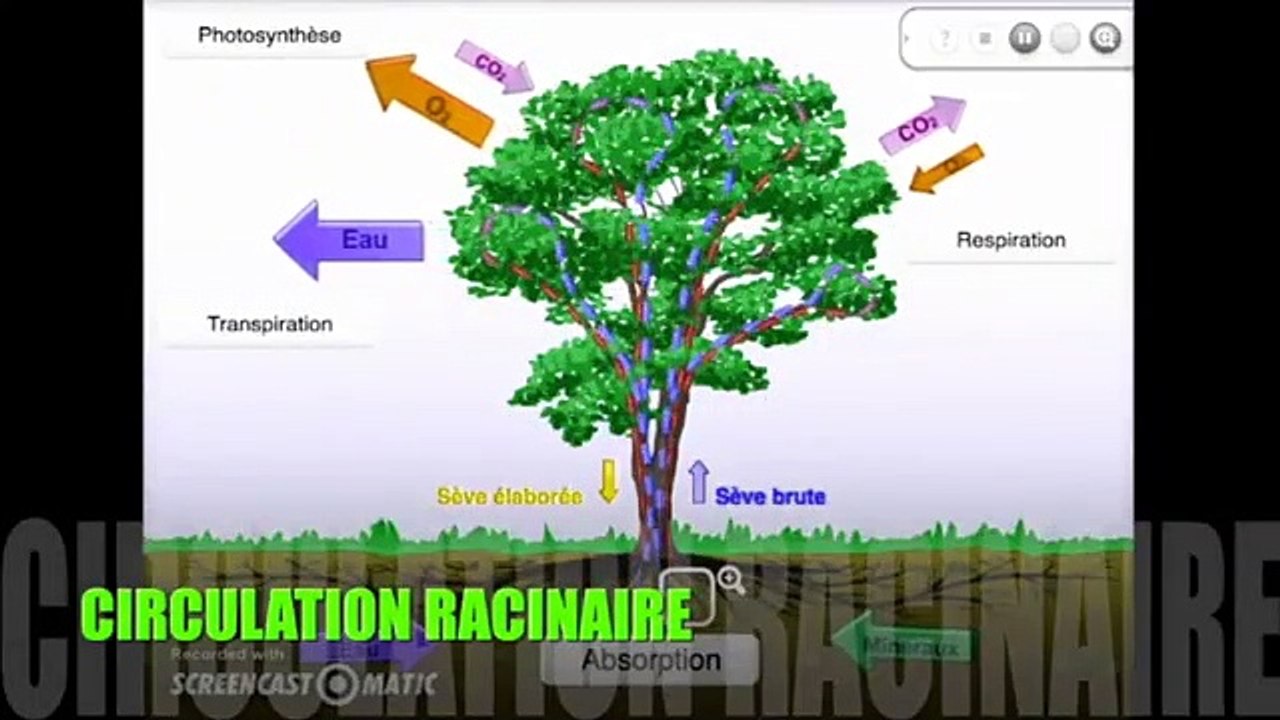 La circulation racinaire (Animation)