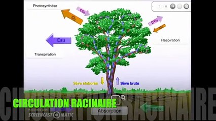 La circulation racinaire (Animation)