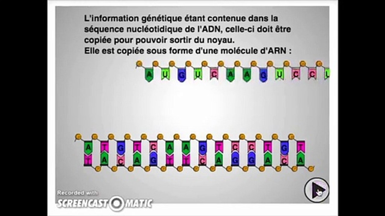 La Transcription (Animation)