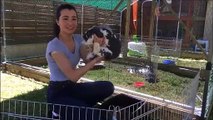 Morre : Alysson Petitjean et ses lapins sauteurs d’obstacles