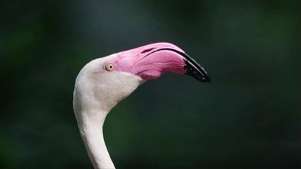 After Escaping a Kansas Zoo, Fugitive Flamingo Seen in Texas for the Second Time in 14 Years