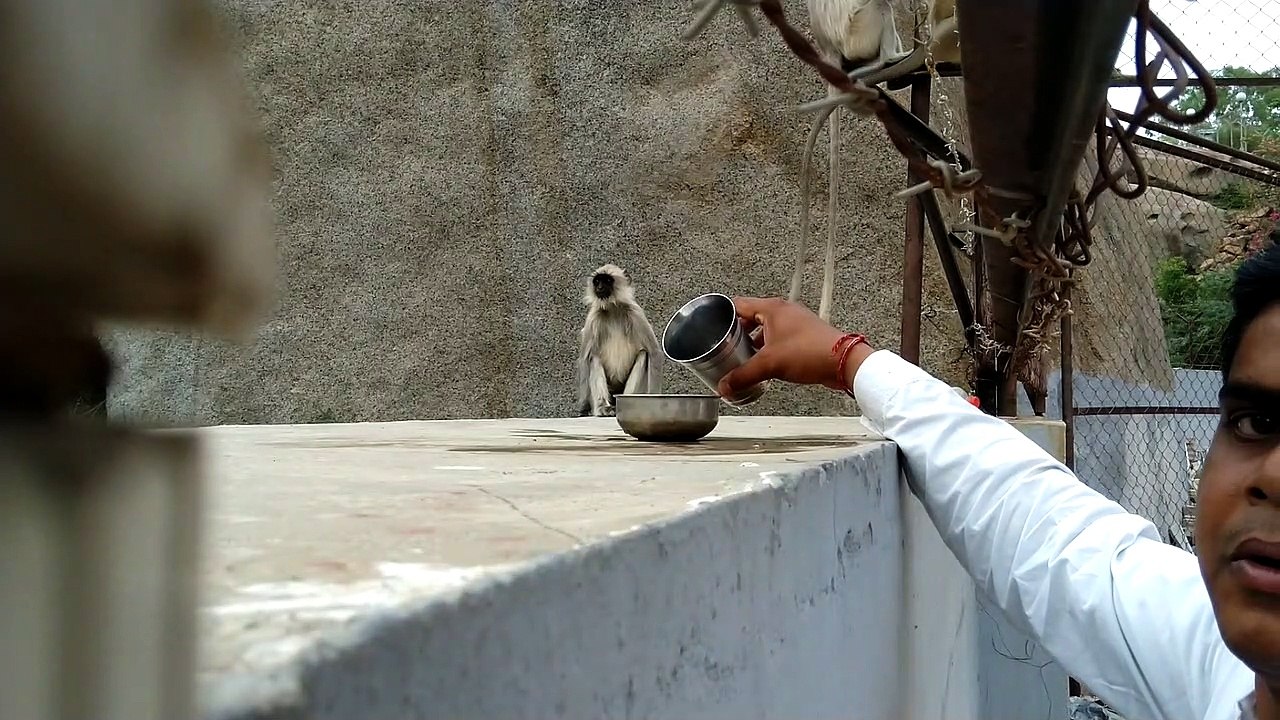 monkey