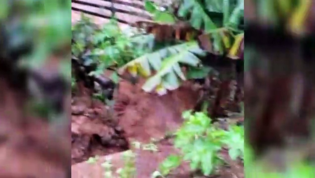 Vídeo: vacas foram levadas pela enxurrada