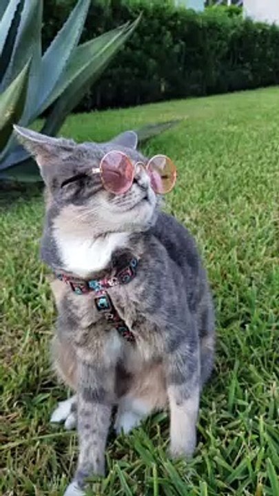 Cat Looking Good in Glasses