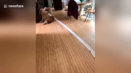 Sneaky puppy runs around US house with stolen toilet roll