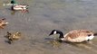 Mother duck bravely protects her chicks from attacking goose