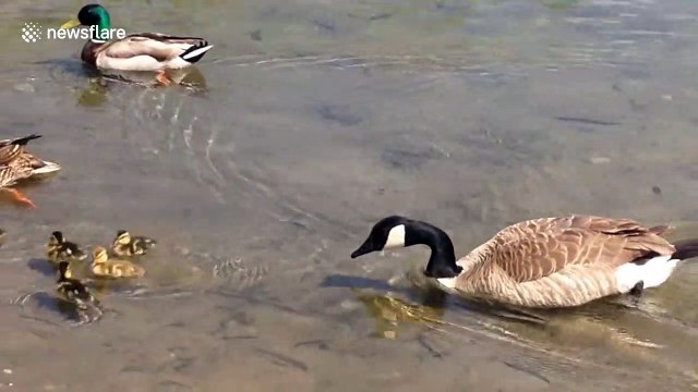 Mother duck bravely protects her chicks from attacking goose