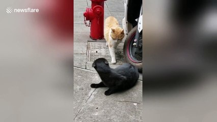 Cat catches her sneaky partner cuddling with another feline
