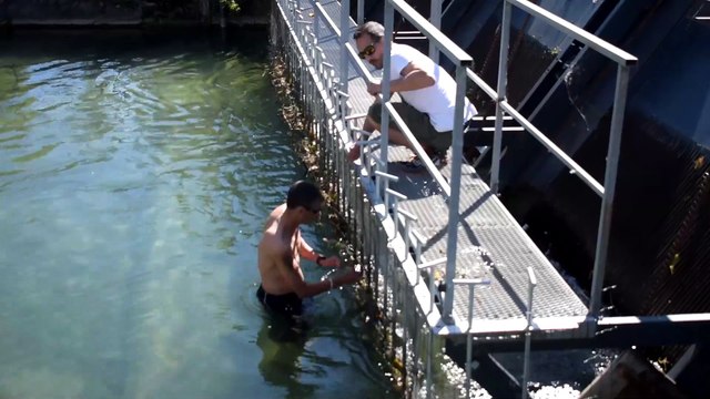 Bébé cygnes sauves de la noyade à Annecy