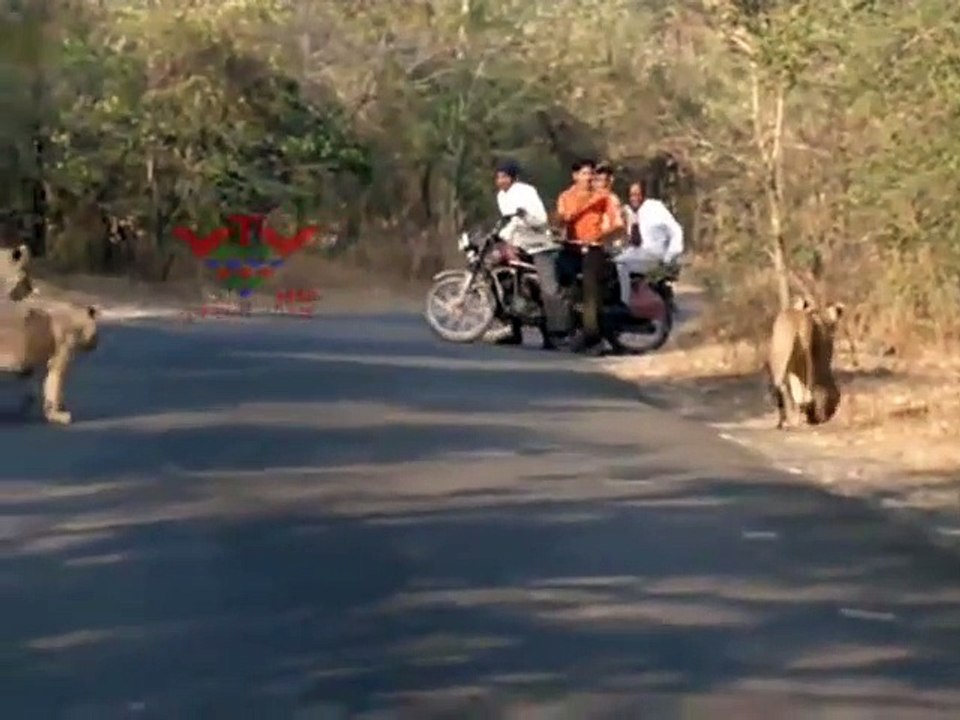 Des motards tombent sur une famille de lions au milieu de la route... Demi tour