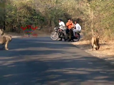 Des motards tombent sur une famille de lions au milieu de la route... Demi tour