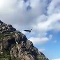 Un aigle agile attrape un poisson en plein vol...