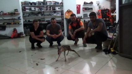 Vatandaşlar Yavru Karacaya Sahip Çıktı