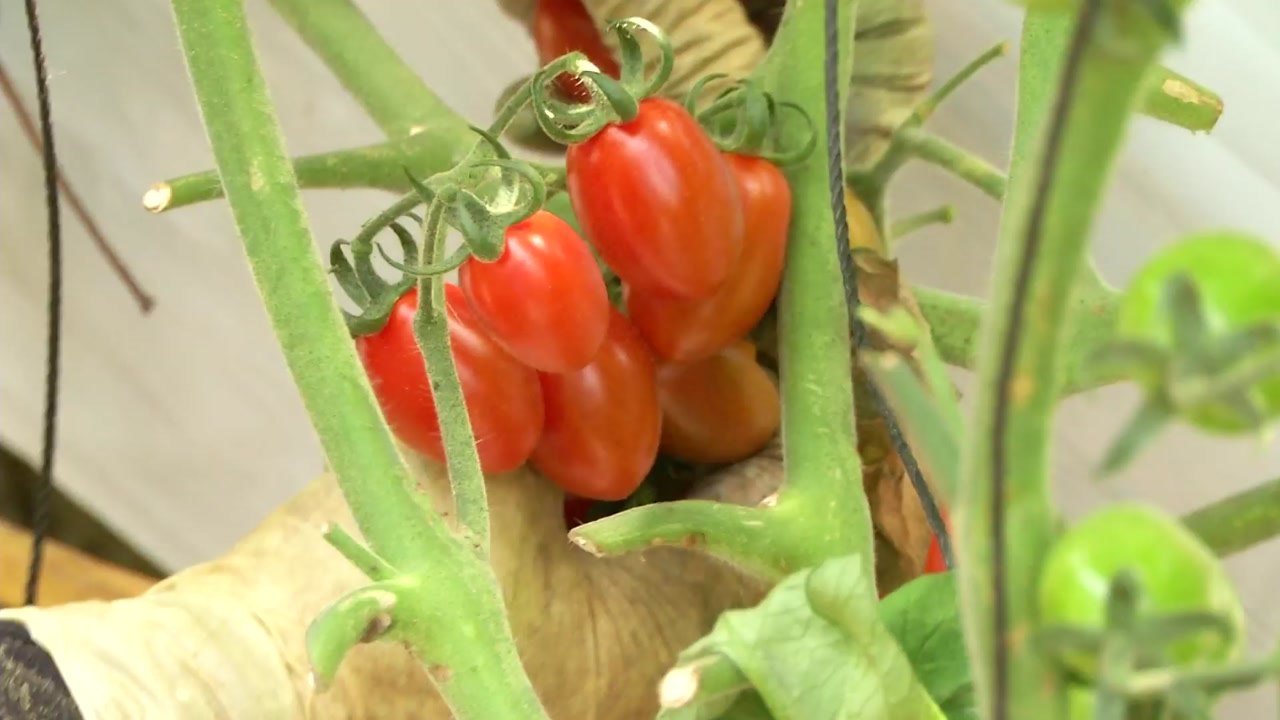 기능성 '셀레늄' 토마토 개발...농가소득 증대 / YTN