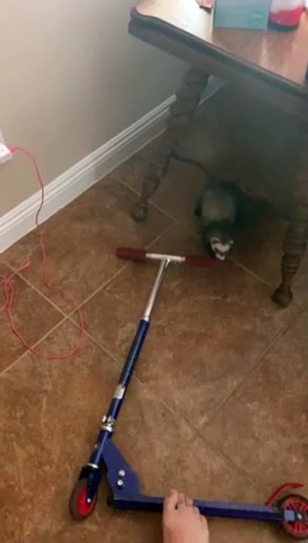 ⁣Ferret Steals the Scooter