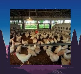 Baby Einstein 06 - Baby MacDonald - A Day on the Farm (09-12mos)